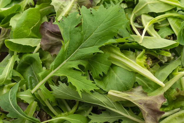 Foto grátis mistura de salada com alface de rucola, frisee, radicchio e cordeiro