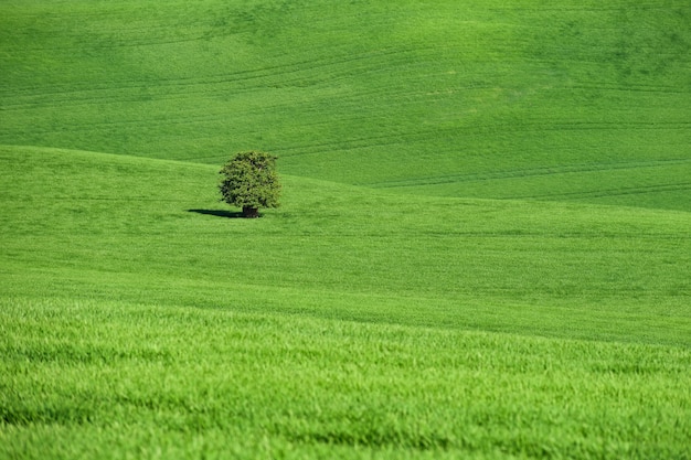 Foto grátis moravian tuscany - paisagem bonita da mola em moravia sul perto da cidade de kyjov. república checa - e