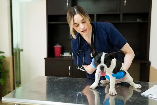 Foto grátis mulher caucasiana atraente, trabalhando com um boston terrier no consultório do veterinário. veterinário feminino verificando a saúde e os sintomas de um cão doente na clínica de animais