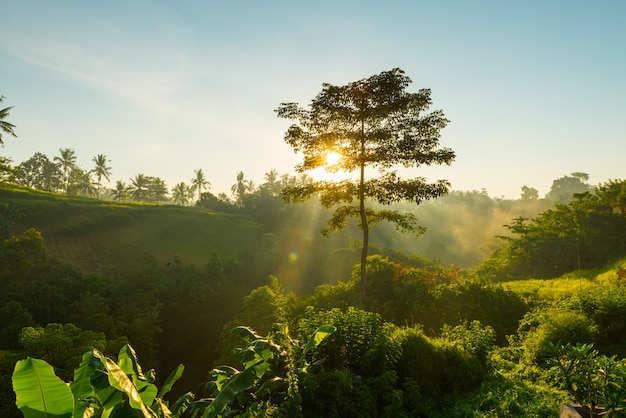 Foto grátis nascer do sol sobre a selva de bali