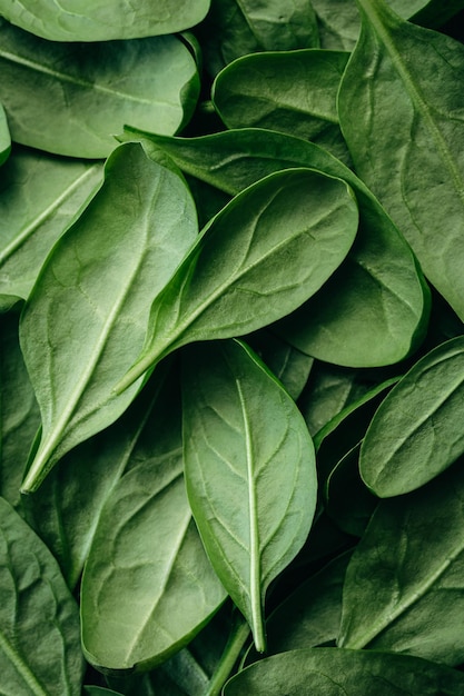 Foto grátis o espinafre verde fresco deixa o fundo natural