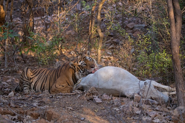 Foto grátis o tigre e a presa em seu habitat natural