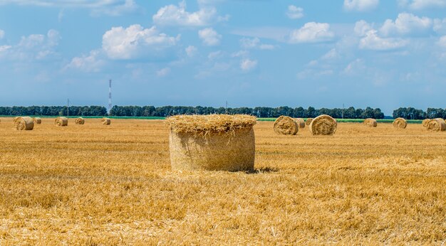 Pacotes de feno no campo após a colheita.