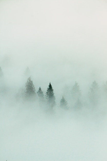 Foto grátis paisagem da floresta com denso nevoeiro