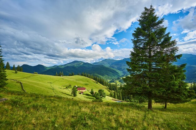 Paisagem idílica nos Alpes com prados verdes frescos e flores desabrochando