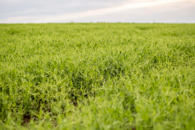 Foto grátis panorama das terras agrícolas