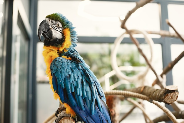 Foto grátis papagaio colorido em um galho. papagaio azul amarelo e preto. lindo papagaio.