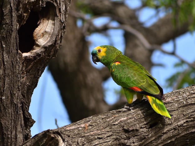 Foto grátis papagaio-da-amazônia (amazona aestiva) selvagem de frente turquesa