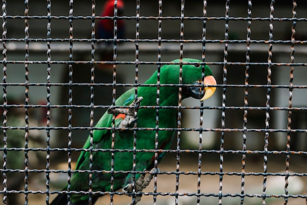 Foto grátis papagaio verde clasping em uma cerca de metal