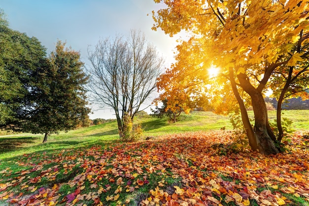 Foto grátis park at sunset