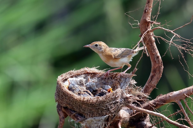 Foto grátis pássaro cisticola exilis alimentando seus filhotes em uma gaiola bebê cisticola exilis pássaro esperando comida de sua mãe