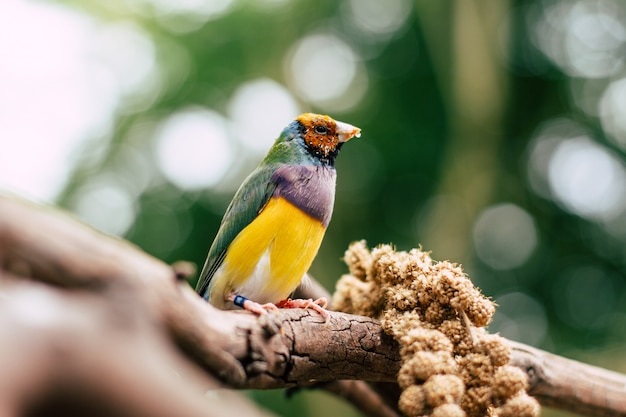 Foto grátis pássaro colorido em um galho