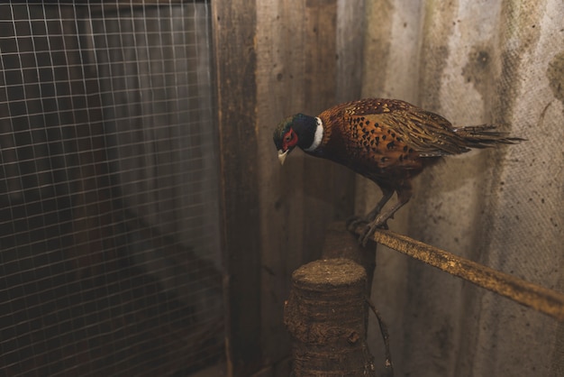 Foto grátis pássaro sentado na vara na fazenda