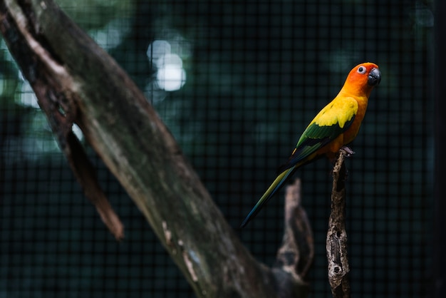 Foto grátis periquito colorido em um galho de árvore