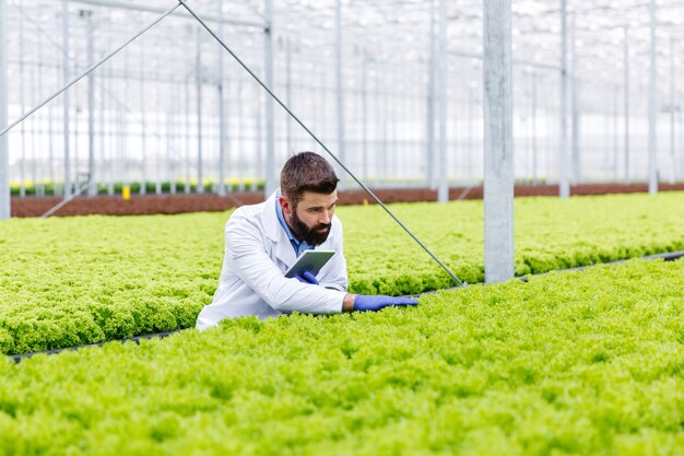 Pesquisador masculino barbudo estuda plantas com um pé de tablet na estufa