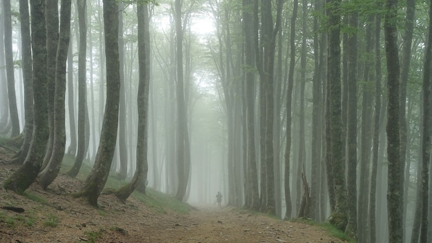 Foto grátis pessoa caminhando por uma floresta coberta de árvores e névoa