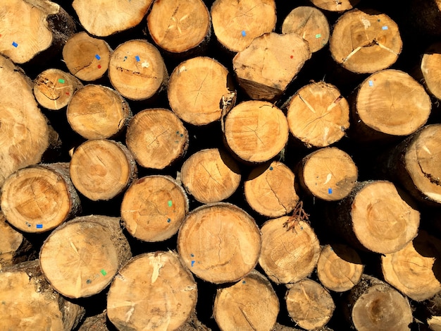 Foto grátis pilha de toras de pinheiro prontas para serem cortadas em tábuas na indústria de processamento de madeira