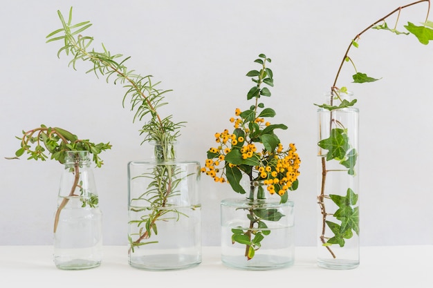 Foto grátis plantas em vaso transparente na mesa contra o pano de fundo branco