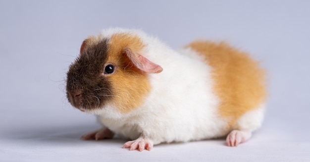 Foto grátis porquinho-da-índia teddy bonito dos eua em um fundo roxo claro