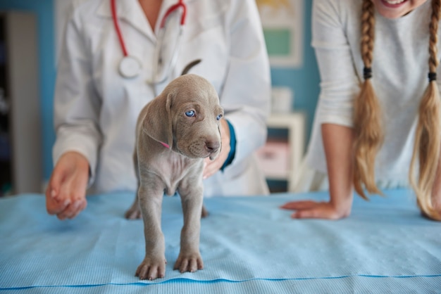 Foto grátis primeiros passos de cachorro doente no consultório veterinário