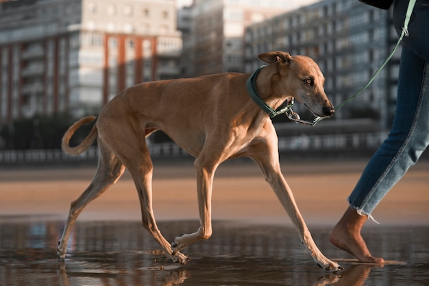 Foto grátis proprietário de vista lateral com cão galgo ao ar livre