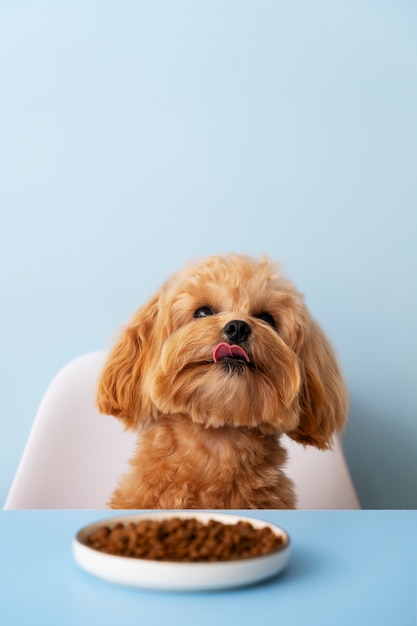 Próximo a comer animais de estimação adoráveis