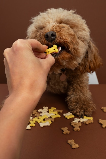 Próximo a comer animais de estimação adoráveis