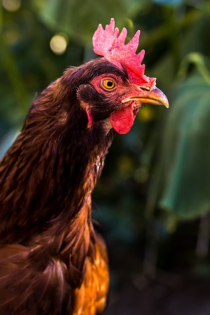 Foto grátis retrato de um galo