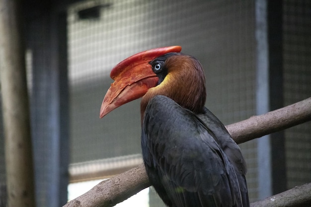 Foto grátis retrato de um hornbill nodoso empoleirado em um galho de árvore no colchester zoo england