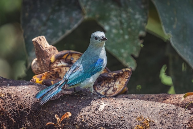 Foto grátis retrato em close de um lindo pássaro canoro azul-acinzentado empoleirado em um galho de árvore