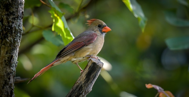 Foto grátis robin americano (turdus migratorius)