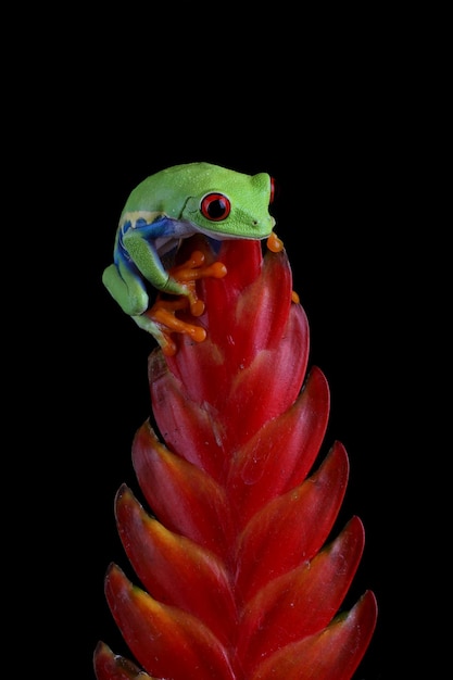 Foto grátis sapo de olhos vermelhos agalychnis callidryas close up em flor vermelha