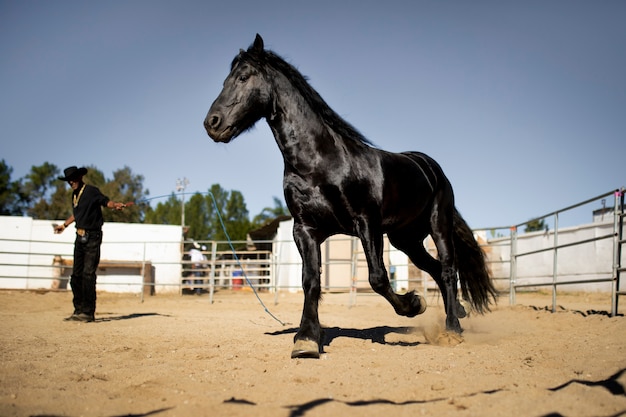 Foto grátis silhueta de cavalo contra luz quente