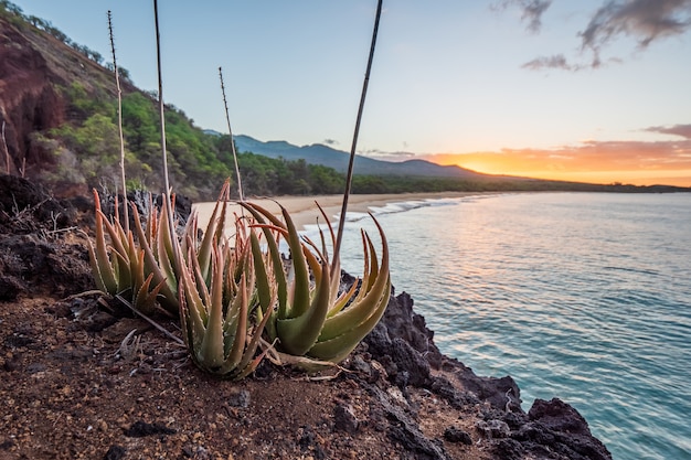 Foto grátis solo marrom perto do corpo de água durante o pôr do sol