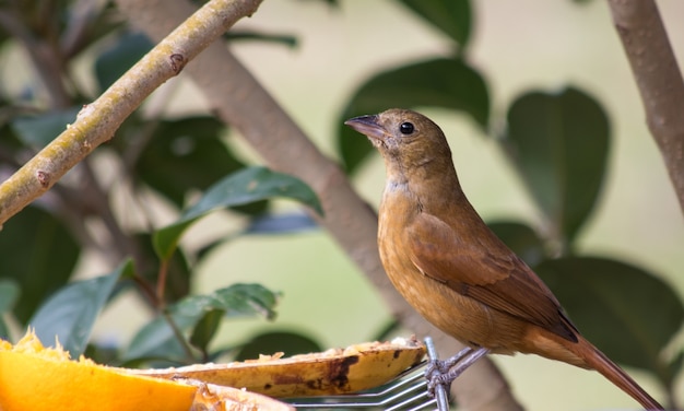 Foto grátis tanager fofa com coroa de rubi em pé em uma prateleira de refrigeração com frutas em um jardim