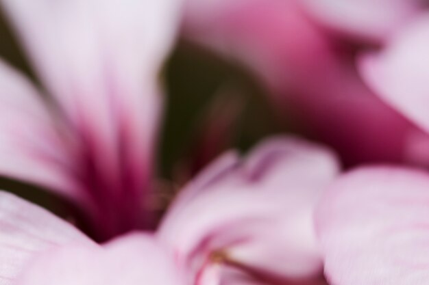 Textura de close-up de flores