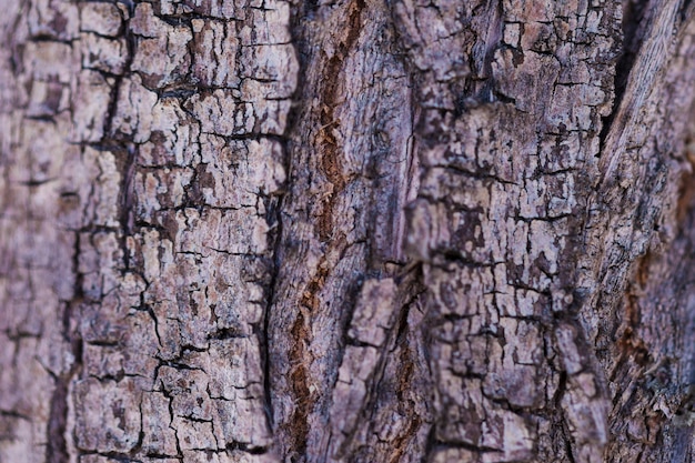 Textura de madeira