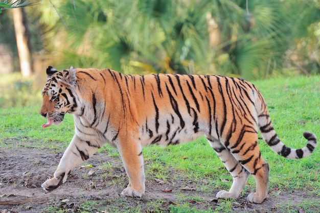 Foto grátis tigre na grama