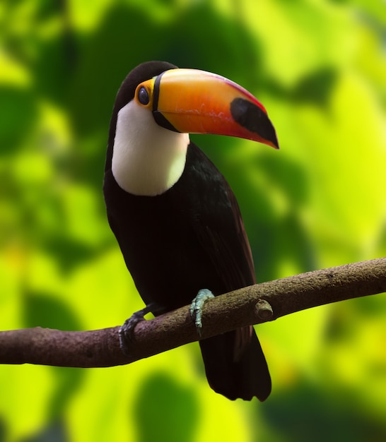 Foto grátis toco toucan (ramphastos toco)