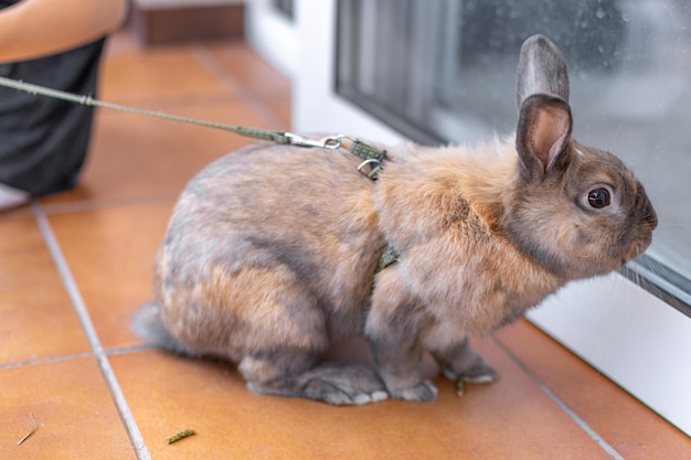 Foto grátis um coelho doméstico ruivo caminha pela rua conceito de animais de estimação