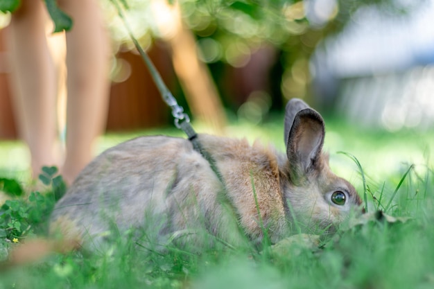 Foto grátis um coelho doméstico ruivo caminha pela rua conceito de animais de estimação