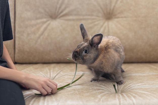 Foto grátis uma menina está alimentando um coelho de estimação no sofá conceito de animal de estimação