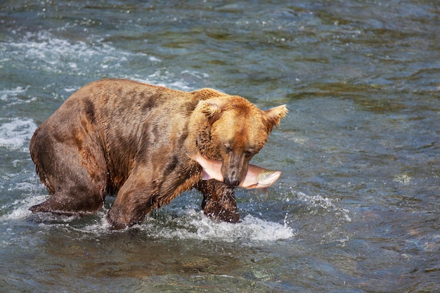 Urso no Alasca