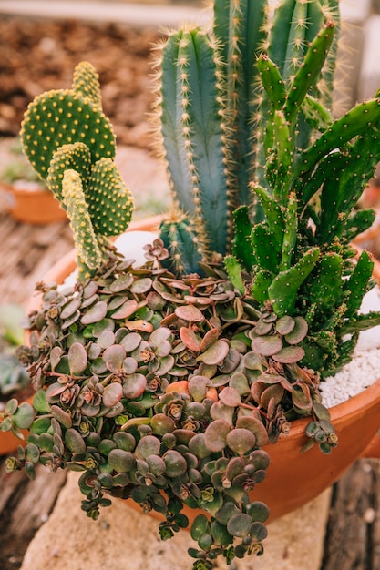 Variedade decorativa de planta suculenta em pote marrom