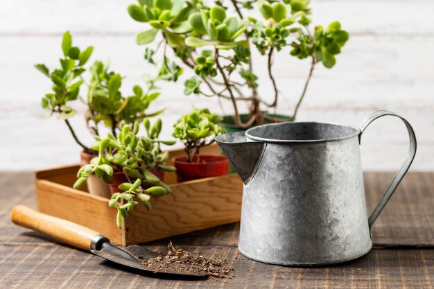 Vaso de plantas com regador