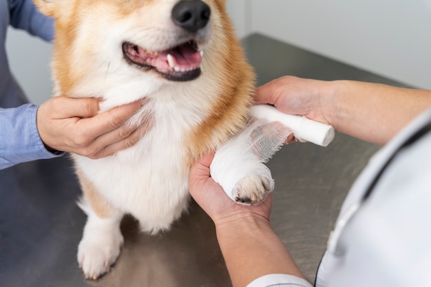 Foto grátis veterinário cuidando de cachorro de estimação