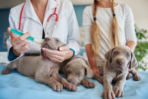 Foto grátis veterinário dando leite aos cachorrinhos