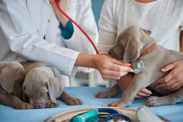 Foto grátis veterinário fazendo um exame de rotina