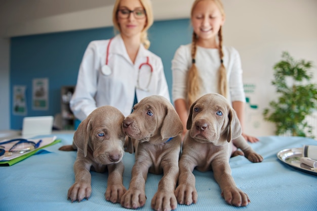 Foto grátis visão de baixo ângulo em cachorrinhos