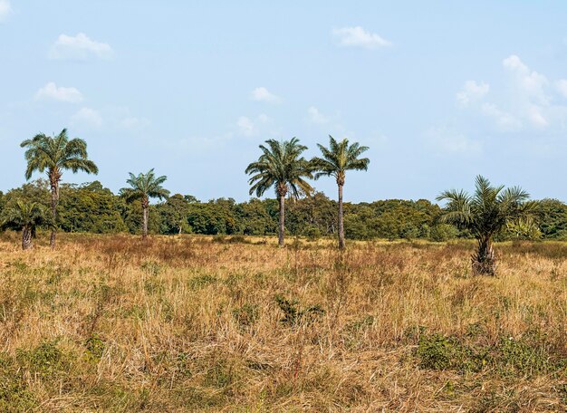 Vista da paisagem africana com vegetação